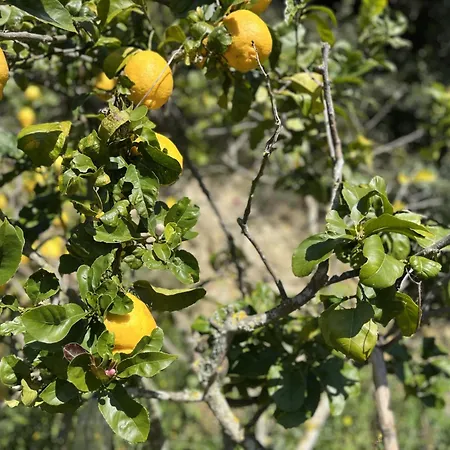 Casa Nabia - Surf & Nature לינה וארוחת בוקר אריסרייה